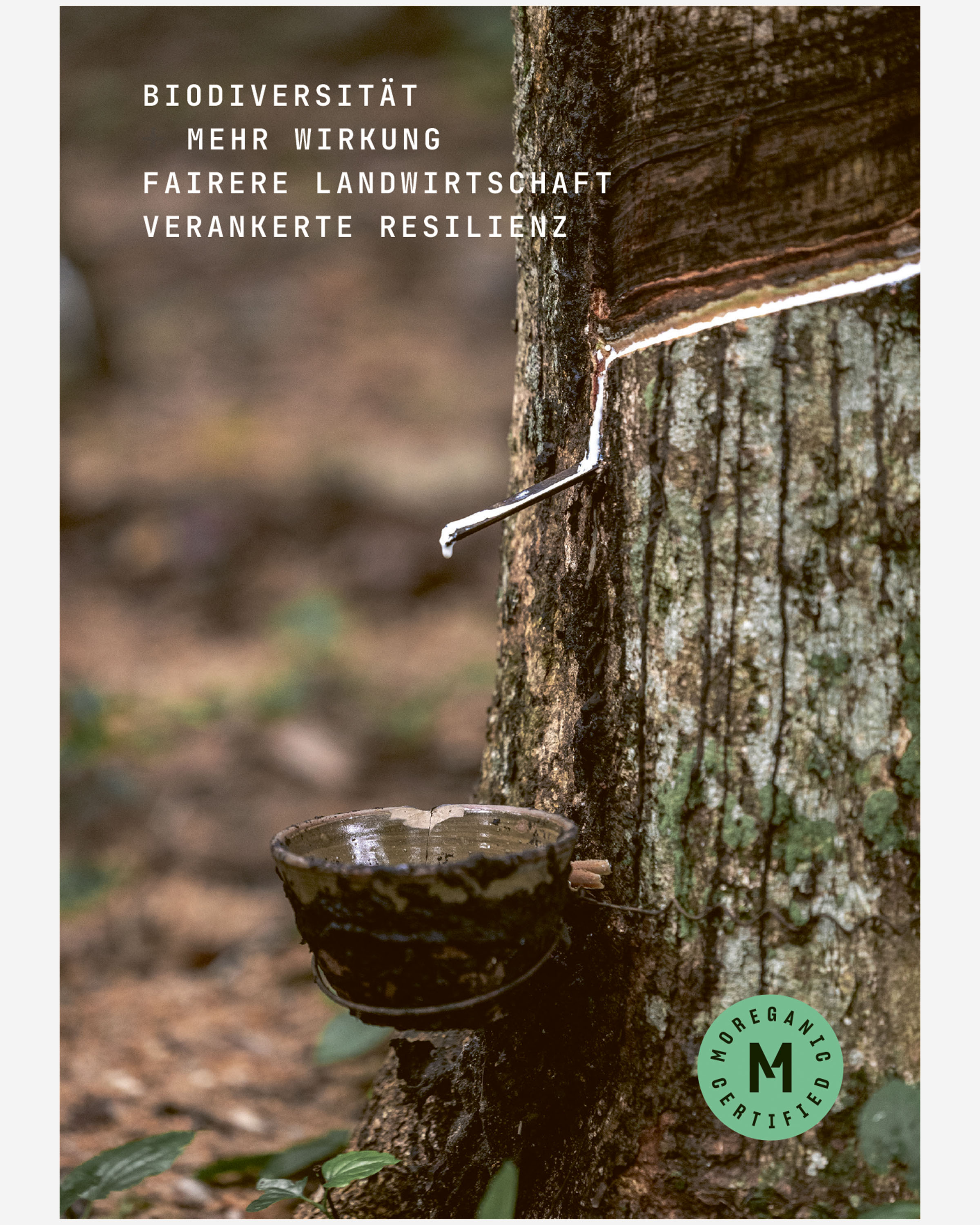 Naturlatexmatratze Comfort Schurwolle fest